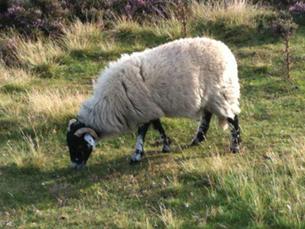 Grazing Sheep Photo