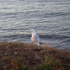 Seagull on Whitby West Cliff