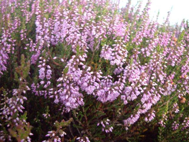 North Yorkshire Moors photograph