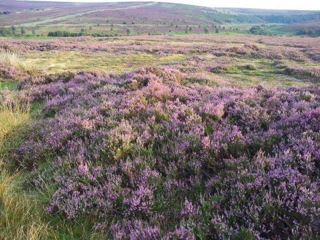 North Yorkshire Moors photograph