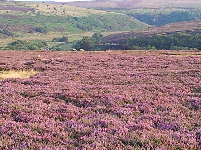 North Yorkshire Moors photograph