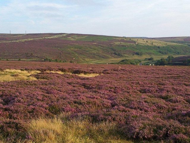 North Yorkshire Moors photograph