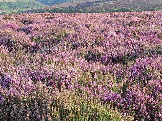 North Yorkshire Moors photograph