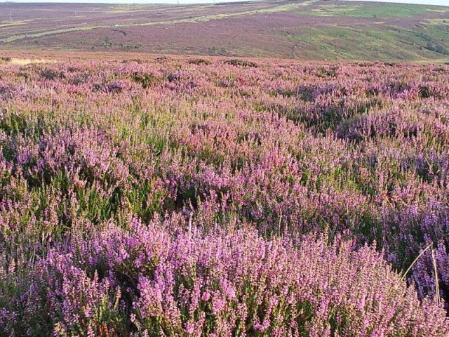 North Yorkshire Moors photograph