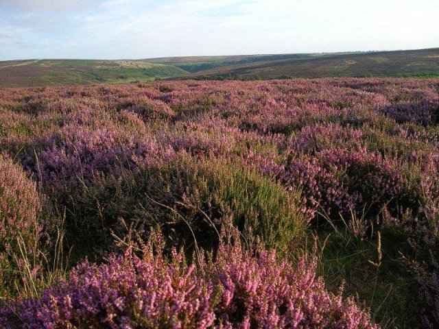 North Yorkshire Moors photograph