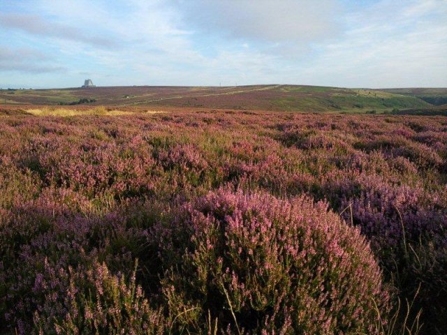 North Yorkshire Moors photograph