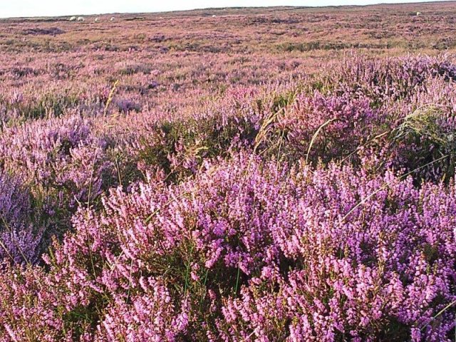 North Yorkshire Moors photograph