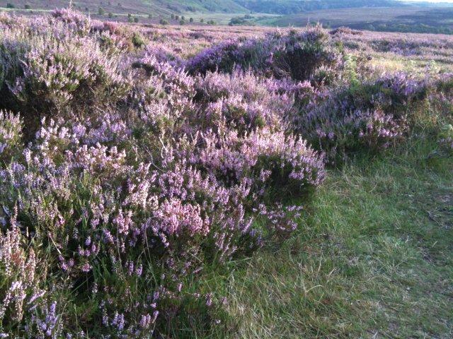 North Yorkshire Moors photograph