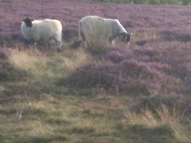 North Yorkshire Moors photograph