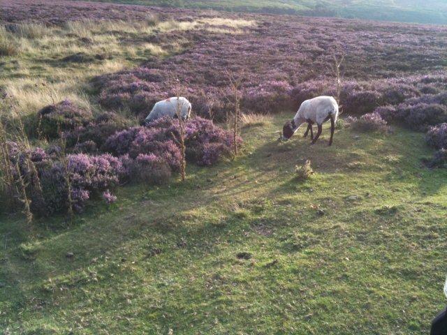 North Yorkshire Moors photograph