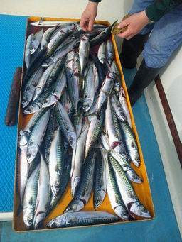   a photo of Freshly caught Whitby Mackerel