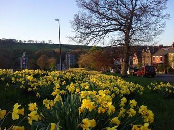 Photo of roadside daffodils in Sleights