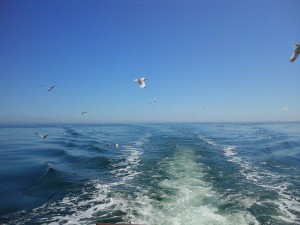 Seagulls flying after a fishing boat