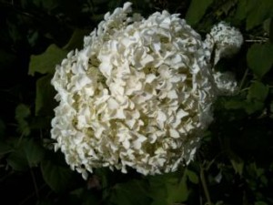 Photo of large white bloom of a hydrangea
