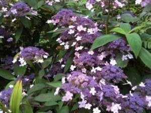 Photo of a purple lace hydrangea