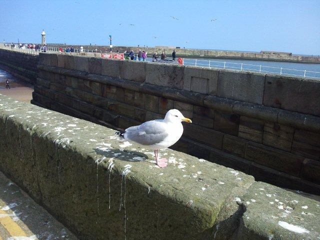 Photo of a seagull in Whitby