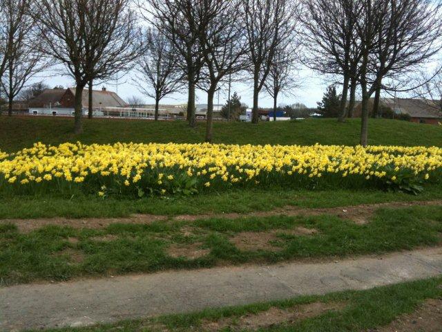Photo of daffodils by the side of the road in Whitby