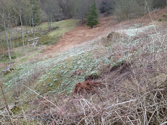 A photo of a blanket of snowdrops in Mulgrave Woods