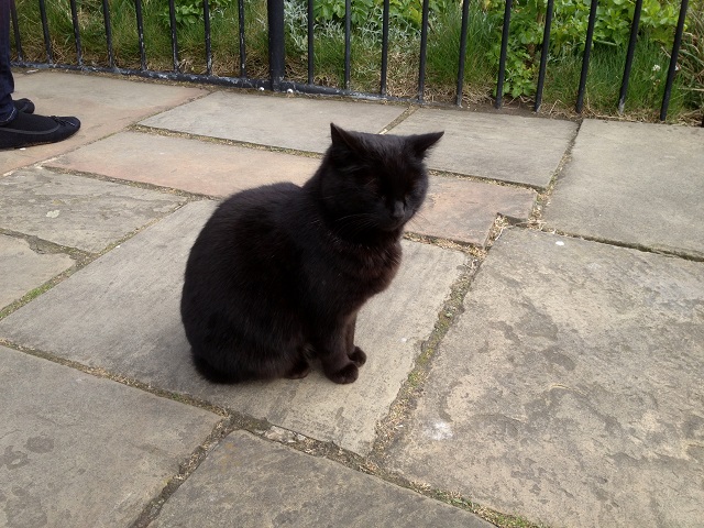 Photo of a cat at the cliff top